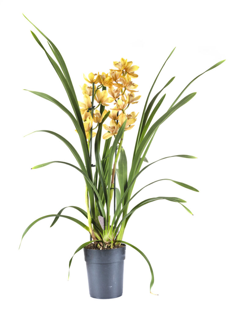 Conoce las cymbídiums