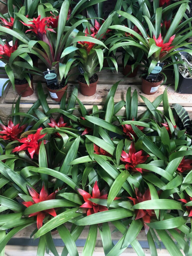 Día mundial de las plantas de interior