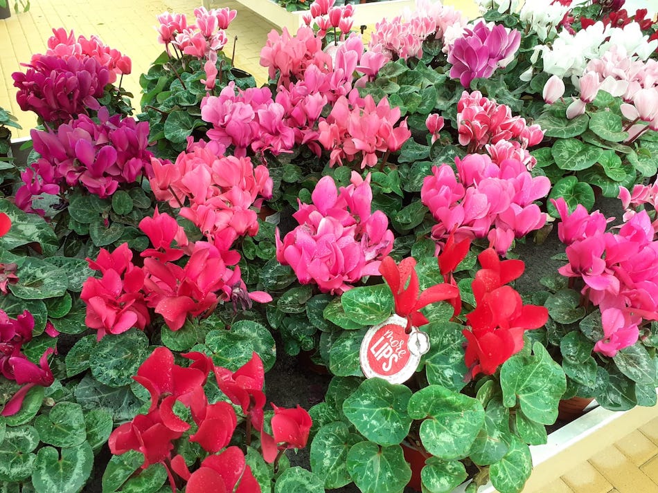 CYCLAMEN Plantas de flores para balcón o terraza en ALA30 centro de jardinería