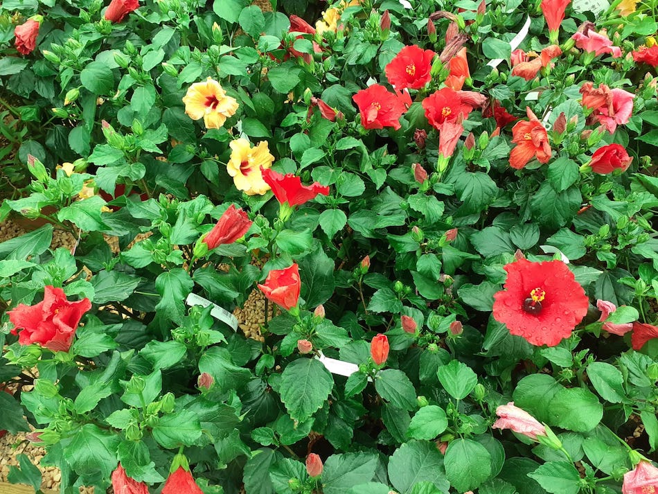 Hibiscus en ALA30, centro de Jardinería en San Javier, Murcia