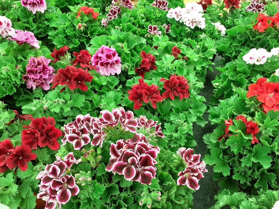 geranio o pelargonium en ALA30 centro de jardinería vivero en Murcia