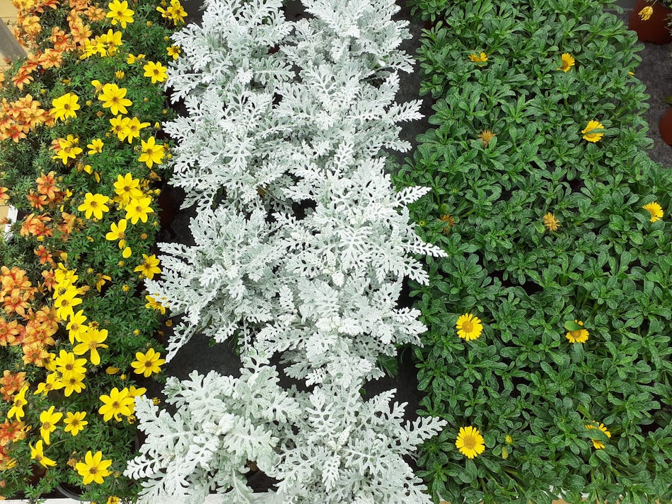 Macetas de flores para balcón o terraza a domicilio en ALA30 Murcia