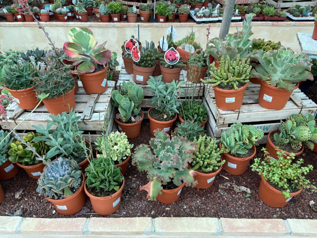 CONCURSO: ¡Gana un cactus con Ala 30!