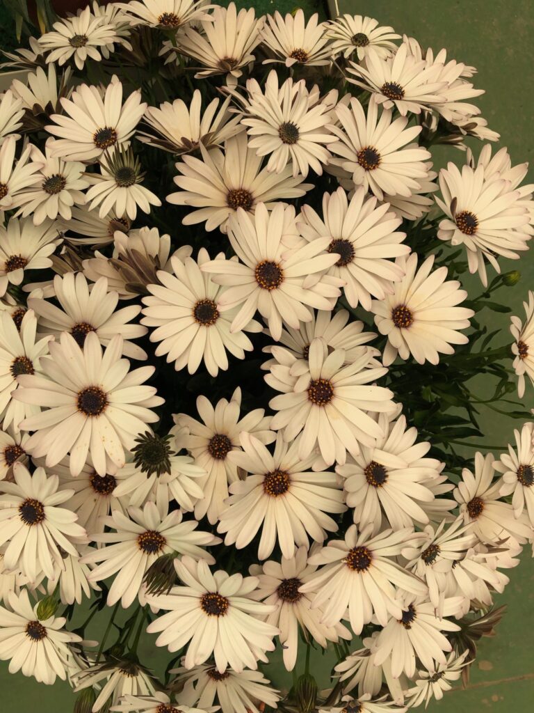 5 PLANTAS IDÓNEAS ESTE OTOÑO