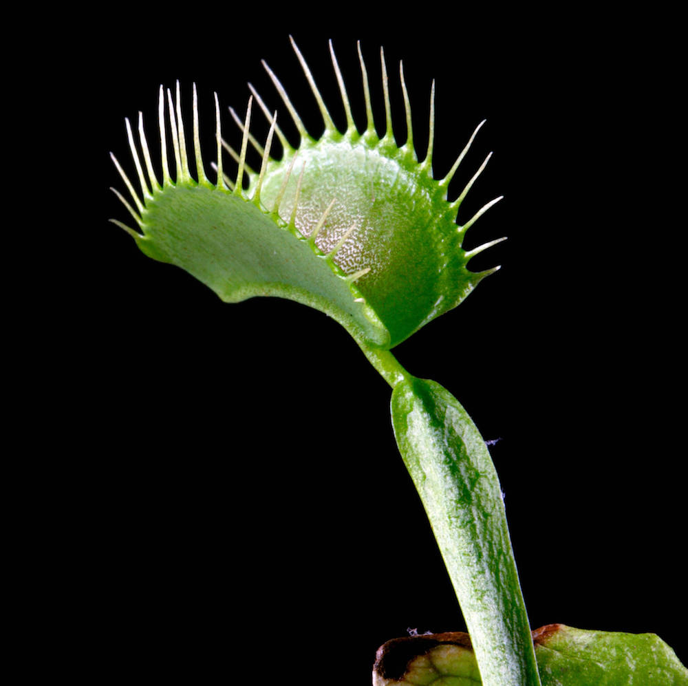 Planta Carnívora Dionaea