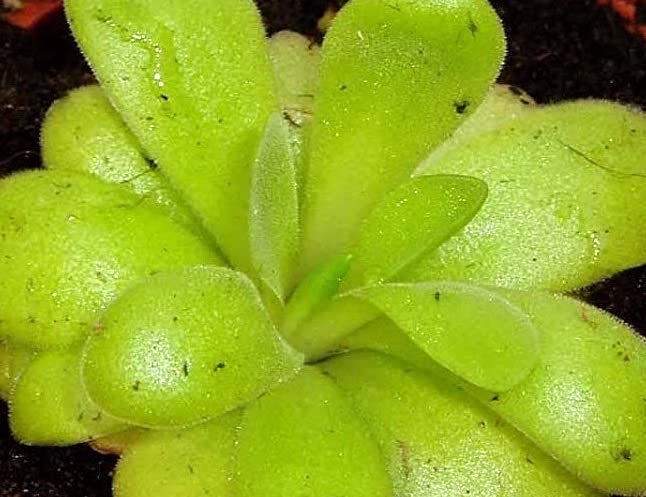 Plata Carnívora Pinguicula