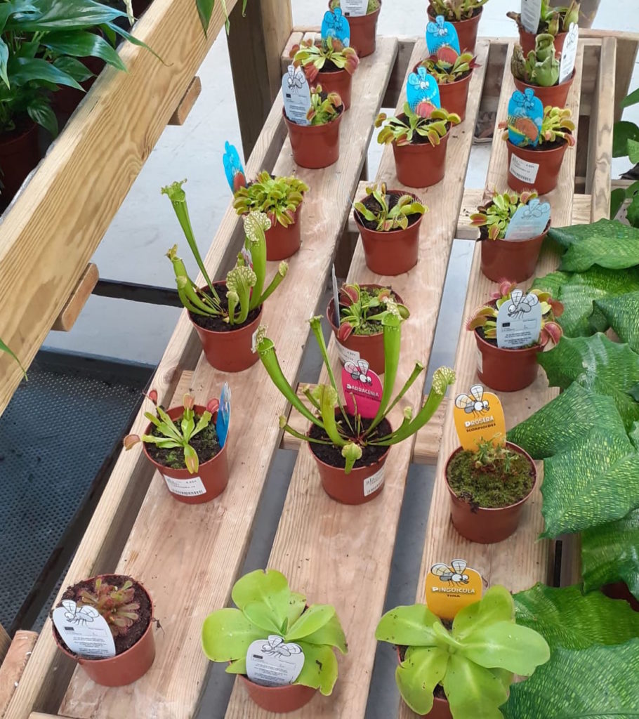 plantas carnivoras ala 30