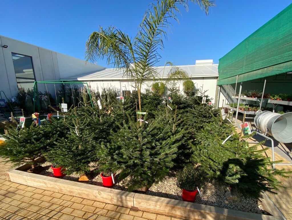 Cómo cuidar un árbol de Navidad natural