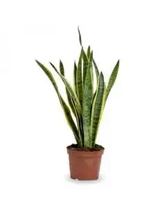 Sansevieria Laurenti
