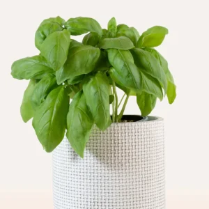 Producto de tienda