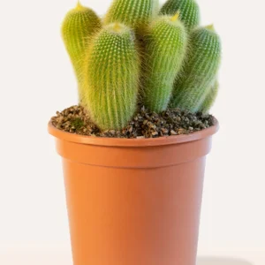 Producto de tienda