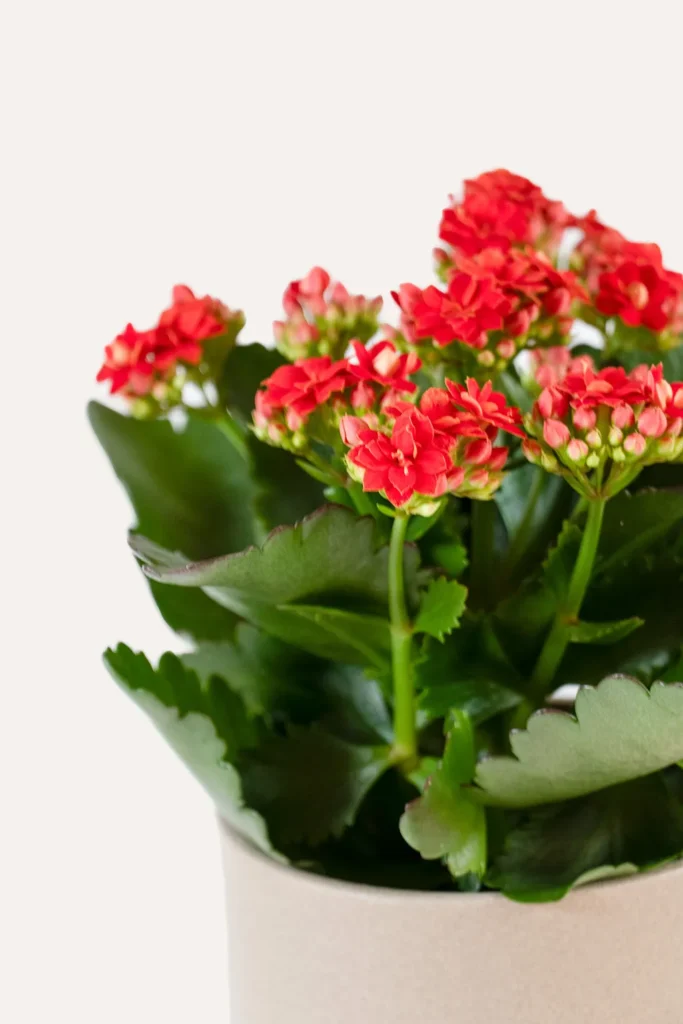 Concurso Día Internacional del Beso