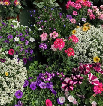 flores varias ala 30 centro de jardineria