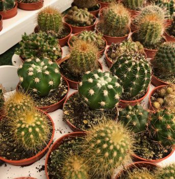 cactus varios ala 30 centro de jardinería garden