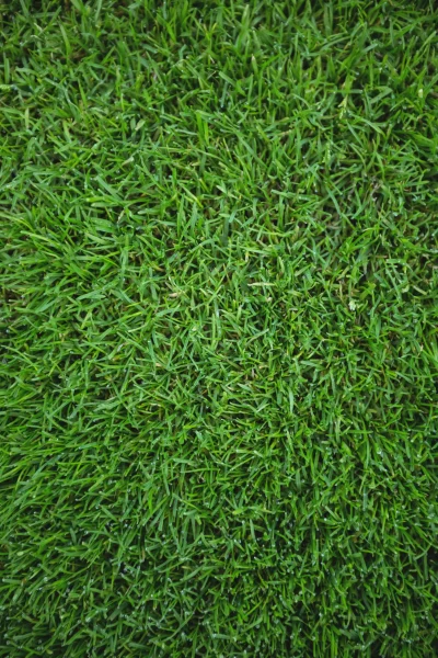 campo-de-hierba-verde-de-fondo[1]